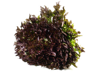 Krause Endivie - braun