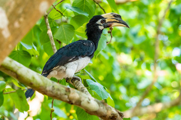 Female Oriental Pied Hornbill perching on Bo tree perch feeding on its fruit