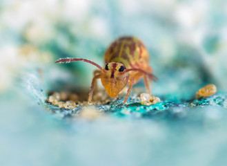An extreme macro shot of a very small Springtail (Dicyrtomina ornata). Concept insects wildlife.