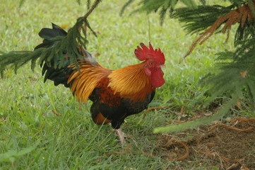 rooster