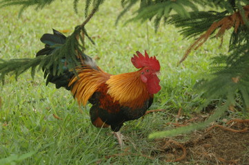 rooster on farm