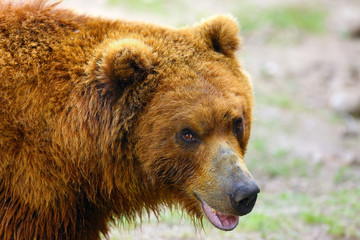 Obraz na płótnie Canvas The mainland grizzly (Ursus arctos horribilis) portait of the big female bear. Grizzly portrait.