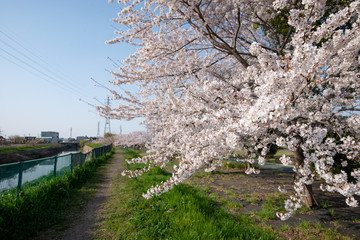 桜並木