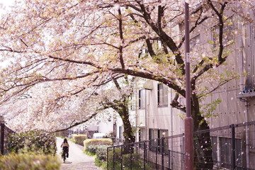 残堀川の桜吹雪