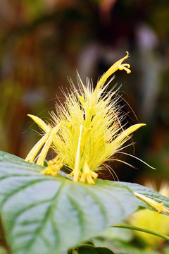 Schaueria flavicoma, commonly known as golden plume, yellow flower with green background.