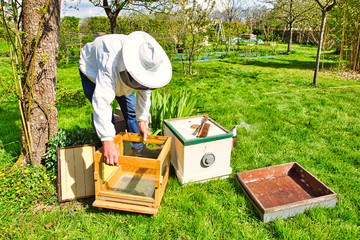 Horizontal photo of a beekeeper in white protection suit watching over his bee hives on a green field