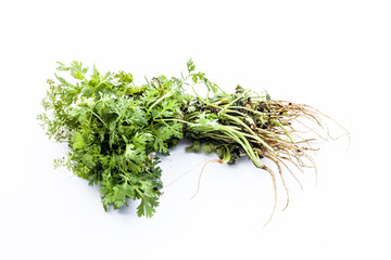 Raw organic fresh bunch of parsley leaves isolated on white.