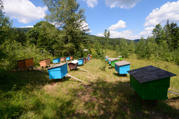 Fototapeta na wymiar Apiary in the Carpathians. Beekeeper inspecting hives 