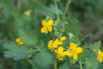 chelidonium majus,  greater celandine, nipplewort, yellow flowers macro