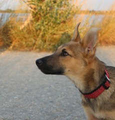 portrait of a dog