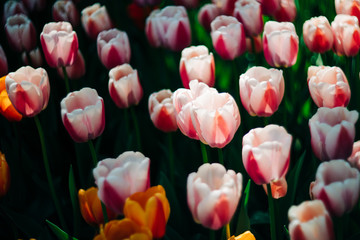 Tulips blossom. Mount Vernon, Washington, USA