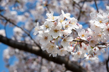 桜