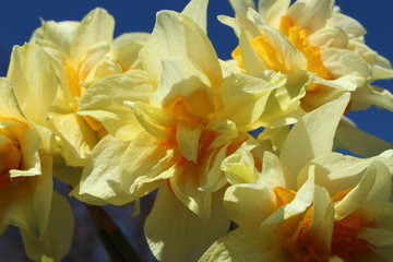 Close-up of yellow double petal daffodils with blue sky background.