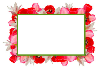 Frame of tulips on a white background. Background with copy space