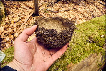 bird's nest in the hands , abandoned nest on green moss