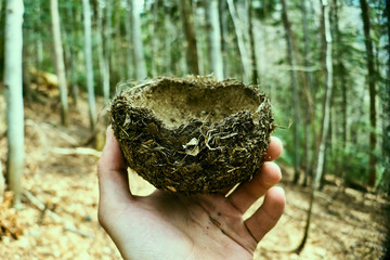 bird's nest in the hands , abandoned nest on green moss