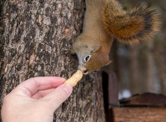 Feeding a peanut to a small red squirrel by hand. The squirrel is crawling down a tree to grab the peanut.