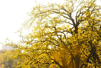 Fresh green in the sunlight. Spring tree. Outdoors.