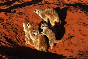 Erdmännchengruppe (suricata suricatta) in der Kalahari in Namibia