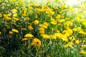 Kwitnące mlecze na łące 