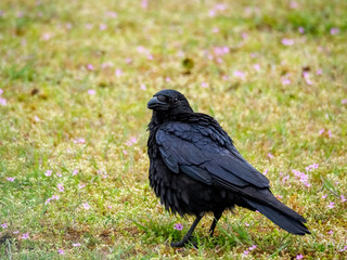 Rabe schaut sich nach Futter um im Regen auf einer Wiese
