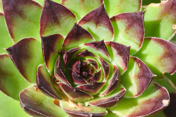 Common houseleek, Sempervivum tectorum, close up. Houseleek background
