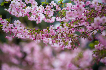 Japanese cherry blossoms in refreshing spring sunshine
