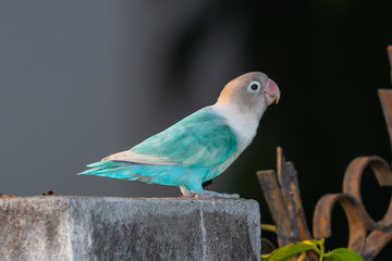 Blue Masked Lovebird perching on top of cement pole