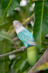 Blue Masked Lovebird perching on mango tree perch