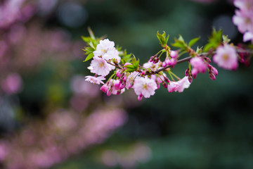 Japanese cherry blossoms in refreshing spring sunshine