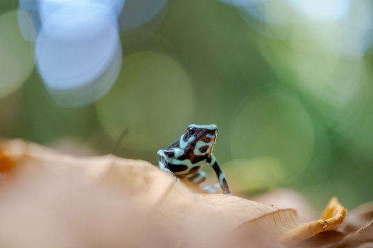 Green-and-black poison dart frog (Dendrobates auratus)