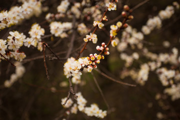 Background of beautiful Cherry blossom flowers