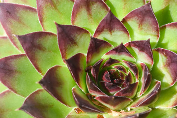 Common houseleek, Sempervivum tectorum, close up. Houseleek background