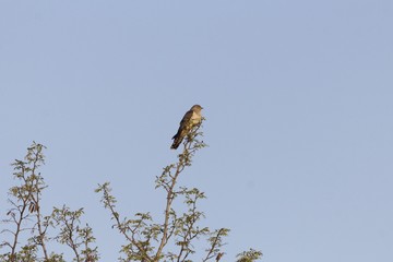 Common cuckoo, Cuculus canorus