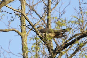 Common cuckoo, Cuculus canorus