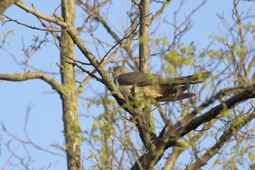 Common cuckoo, Cuculus canorus