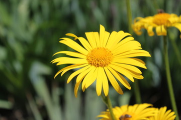 yellow flowers in garden