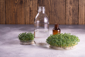 Microgreens in round containers and a glass bottles on bright textured surface against rustic...