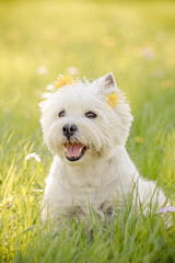 West Highland Terrier im Fr&uuml;hling