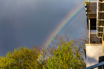 Regenbogen hinter Bäumen