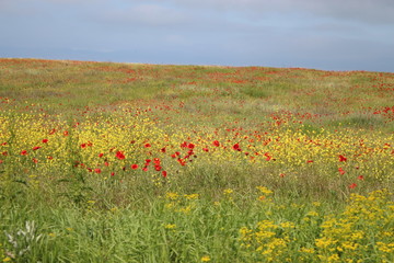 field of poppies