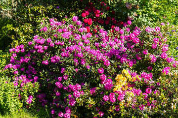 Pinke Rhododendron-Blüten im Sommer