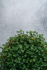 Arugula sprouts growing in round plate on bright textured surface, top view with copy space. Organic cooking and menu.