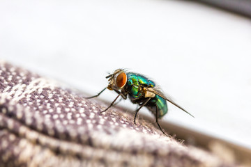 Goldfliege sitzend Makro Bokeh
