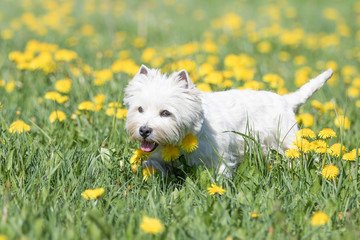 West Highland Terrier im Frühling