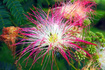 The albizia, or silk tree, is a very ornamental tree with light, feathery foliage, covered with pink flowers pompoms in summer