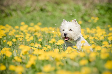West Highland Terrier im Frühling