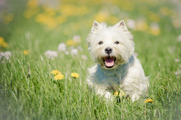 West Highland Terrier im Fr&uuml;hling