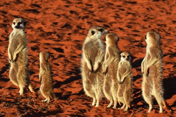 Erdmännchen Familie in der Kalahari in Namibia