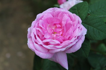 pink rose in the garden